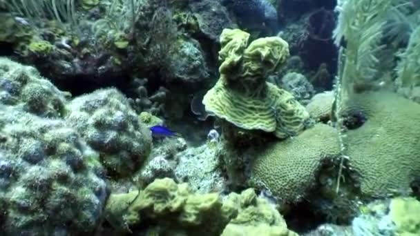 Fundo marinho no subaquático Mar das Caraíbas . — Vídeo de Stock