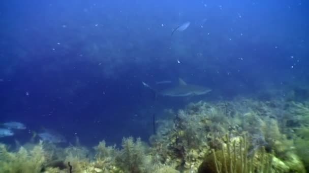 Escuela de cerca de tiburones arrecifes grises paisaje submarino Mar Caribe . — Vídeos de Stock