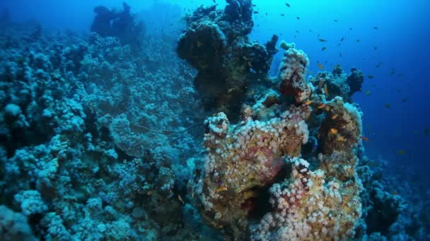 Bellissimo fondale unico su uno sfondo di acqua trasparente brillante. — Video Stock