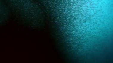 Balık ve sualtı yaban hayatının okul davranışları.