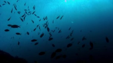 Filipinler 'in sualtı okyanusunda beyazlar ve gümüşi balıklar okulu.