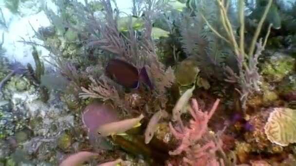 Zeebewoners van koraalrif in onderwater Caribische Zee. — Stockvideo