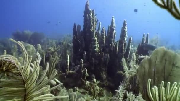 Морские жители кораллового рифа в подводном Карибском море. — стоковое видео