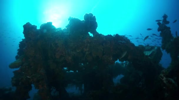 Рибна школа на затонулому кораблі розбилася у підводному світі островів Трук.. — стокове відео