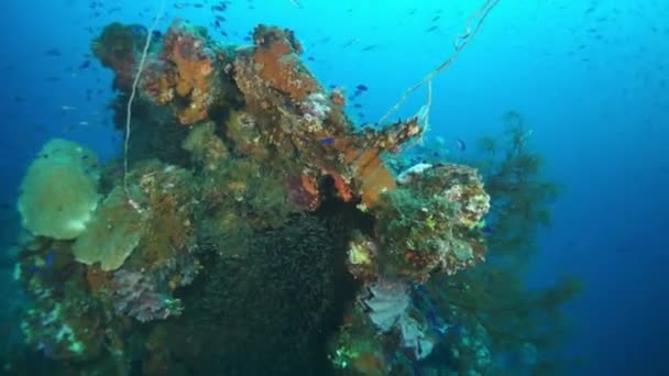 School of fish on sunken ship wreck in underwater world of Truk Islands. — Stock Video