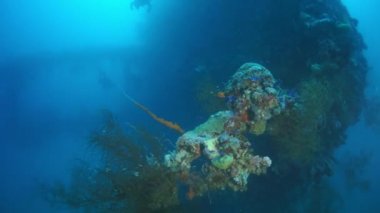 Truk Adaları 'nda gemi enkazı üzerindeki mercanlar.