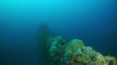 Truk Adaları 'nın sualtı dünyasında gemi enkazı dalışı.