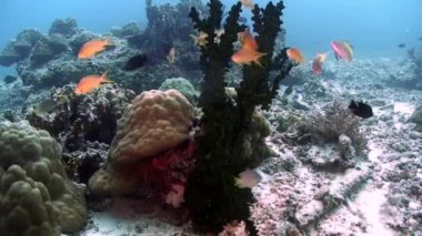 Filipin Denizi 'nin dibinde sualtı yeşil tropikal mercan Gorgonaryası.
