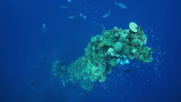 Chuuk Adaları 'ndaki Pasifik Okyanusu' nun dibindeki batık geminin direği.. — Stok video