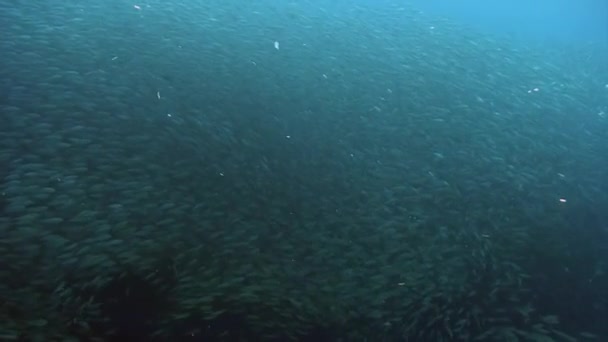 Comportamento escolar de peixes e animais selvagens subaquáticos . — Vídeo de Stock