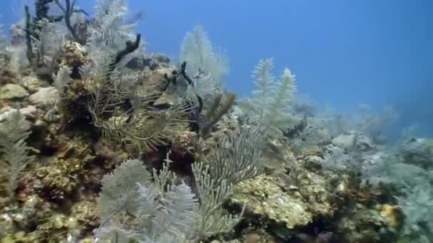 Plongée dans la mer des Caraïbes sous-marine . — Video