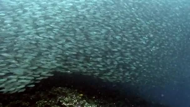 Escola de brilho de peixes e shimmers em raios de luz solar subaquática . — Vídeo de Stock