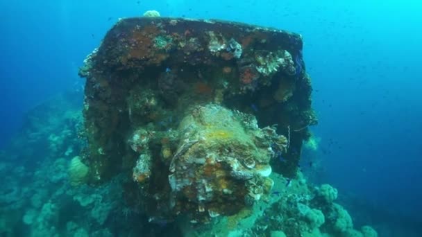 Korallen auf Kampfkanone des versunkenen Schiffswracks in Unterwasser-Truk-Inseln. — Stockvideo