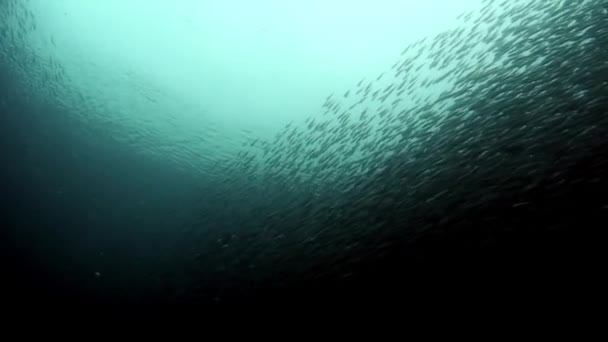 Comportamento escolar de peixes e animais selvagens subaquáticos . — Vídeo de Stock