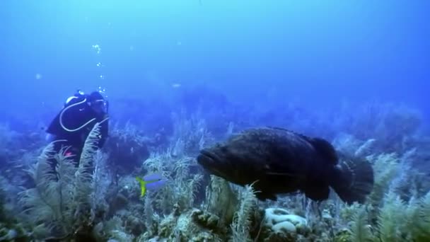 Duiker kijken vis Atlantische reus tandbaars onderwater van de oceaan. — Stockvideo