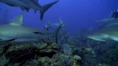 Gri köpekbalıkları okulunda köpekbalıklarıyla birlikte dalmak Denizde suyun altında dalan insanların yanında.