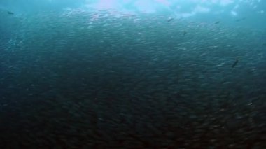 Suyun altındaki balık sürüsü.