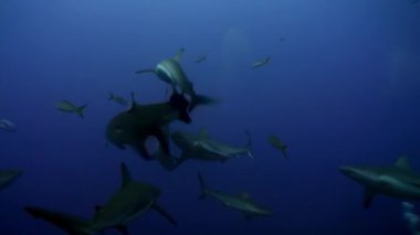 Gri köpekbalıkları okulunda köpekbalıklarıyla birlikte dalmak Denizde suyun altında dalan insanların yanında.