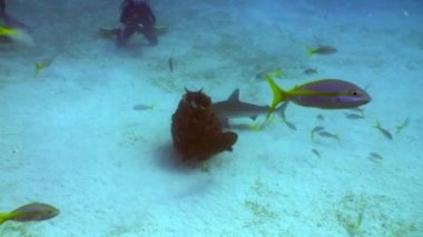Köpekbalıklarıyla birlikte su altında dalış Karayip Denizi.