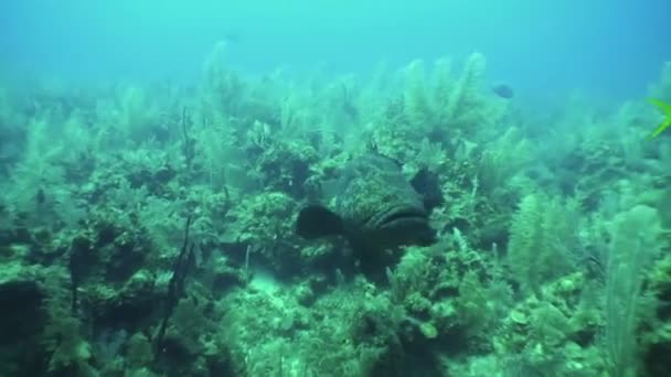 Peces gruñones en el mar Caribe submarino . — Vídeos de Stock