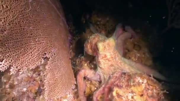 Zeebewoners van koraalrif in onderwater Caribische Zee. — Stockvideo