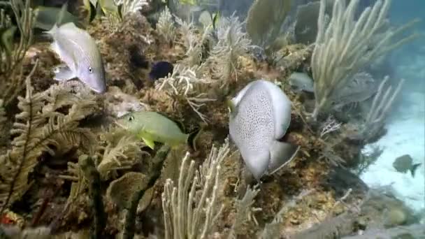 Habitantes marinos en el mar Caribe submarino . — Vídeos de Stock