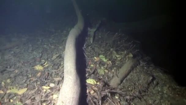 Höhlentauchen in Unterwasserhöhlen von Yucatan Mexiko Cenoten. — Stockvideo
