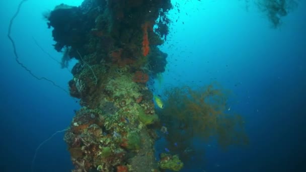 Korallok és halak elsüllyedt hajóroncsokon a Truk-szigeteken. — Stock videók