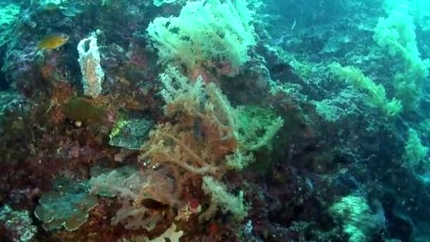 Corallo tropicale bianco subacqueo Gorgonaria sui fondali del Mar delle Filippine . — Video Stock