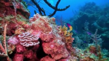 Karayip Denizi 'ndeki mercan resiflerinin deniz sakinleri..