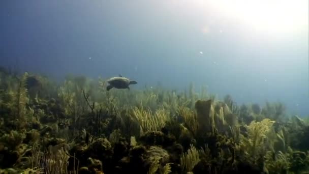 Želva plave v nedewater na Kubě. — Stock video