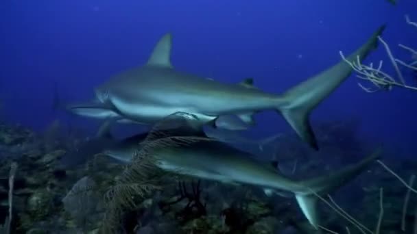 Škola šedých žraloků v blízkosti lidí potápěč pod vodou v Karibském moři. — Stock video