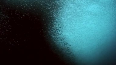 Balık ve sualtı yaban hayatının okul davranışları.