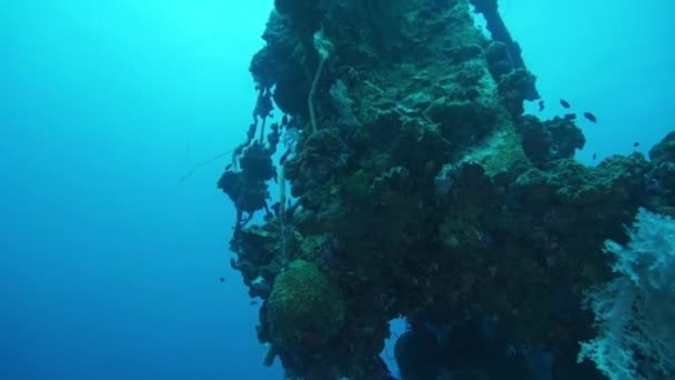 Skola av blå fisk och koraller sjunken fartyg vrak i undervattens Truk Islands. — Stockvideo