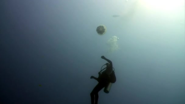 Nurek łapie meduzę meduzy meduzy pod wodą na Morzu Karaibskim. — Wideo stockowe