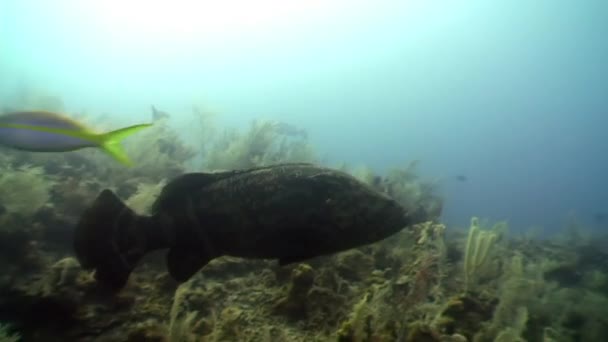 Grouper på havsbotten i Karibiska havet. — Stockvideo