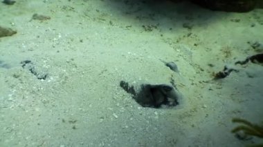 Karayip Denizi sualtı manzarasının arka planında Stingray.