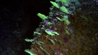 Fransız Polinezyası 'nda su altında balık sürüsü.