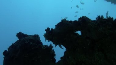 Büyük bir balık sürüsü. Sualtı Pasifik Okyanusu 'nda tek bir tür..