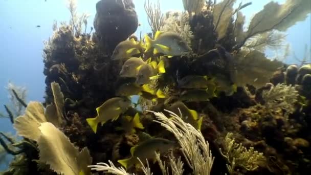 Морские обитатели подводного Карибского моря . — стоковое видео
