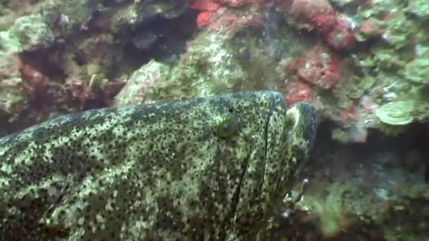 Atlantic giant grouper fish underwater of ocean. — ストック動画