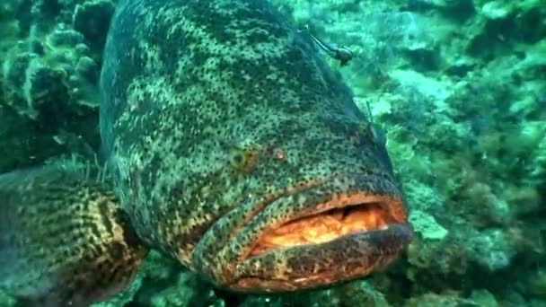 Macro Epinephelus itajara Guasa grouper underwater.