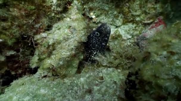 Habitantes marinos del arrecife de coral en el mar Caribe submarino. — Vídeos de Stock