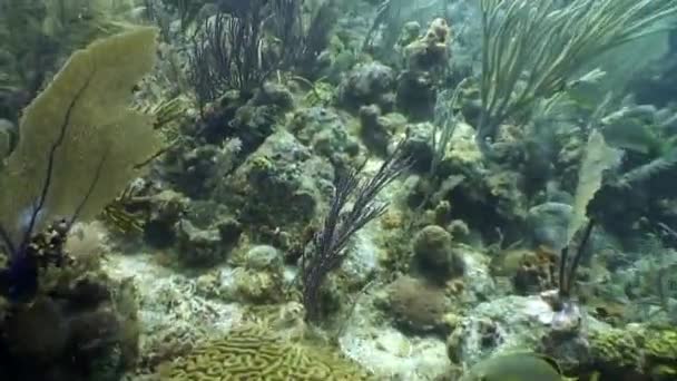 Habitantes marinos del arrecife de coral en el mar Caribe submarino. — Vídeo de stock