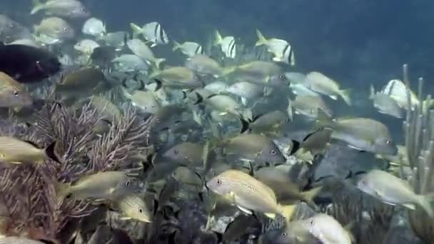 École de poissons tropicaux sur fond de paysage sous-marin Mer des Caraïbes . — Video