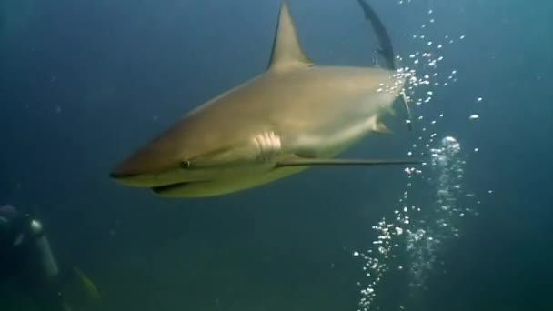 Nahaufnahme Schule von grauen Riffhaien Unterwasserlandschaft Karibik Meer. — Stockvideo