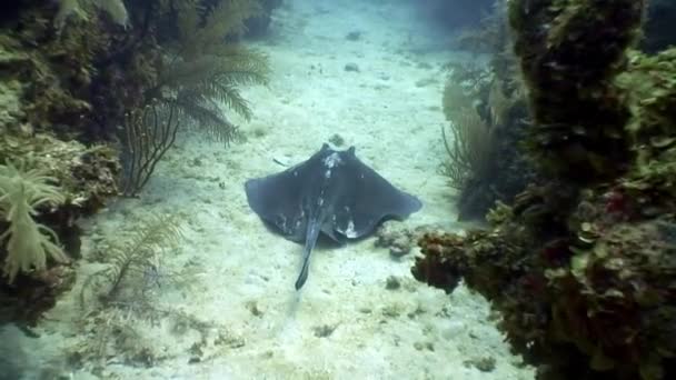 Stingray op de achtergrond van onderwater landschap Caribische Zee. — Stockvideo