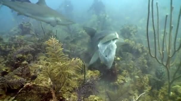 Mergulhadores perto de tubarões recifes cinzentos paisagem subaquática Mar do Caribe de Cuba . — Vídeo de Stock