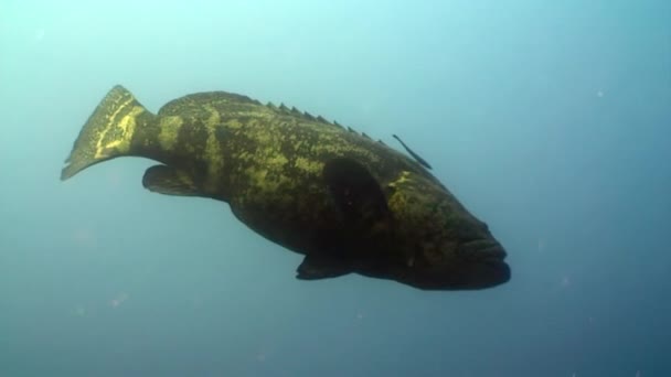 Atlantic giant grouper fish underwater of ocean. — ストック動画