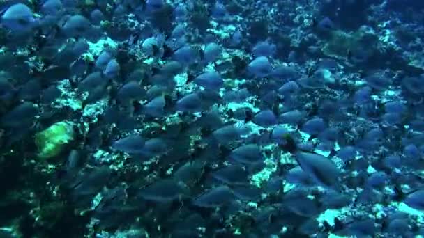 Fila delgada de escola de peixes de uma espécie e mergulhador no oceano subaquático . — Vídeo de Stock